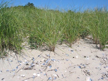 Beaches & Dunes